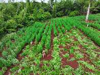 Ofensiva destr&oacute;i ro&ccedil;as de maconha que renderiam US$ 25 milh&otilde;es ao tr&aacute;fico