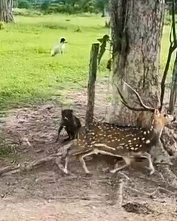 Cervo "invasor" &eacute; avistado no Pantanal e acende alerta entre pesquisadores