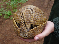 Na busca por tatu-bola, ONG já recebeu 30 notificações