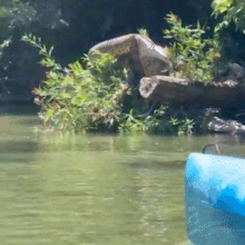 "Atletas flagram sucuri gigante descansando às margens do Rio Formoso"