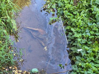 Caminhonete desce sozinha e vai parar dentro do C&oacute;rrego Buriti 