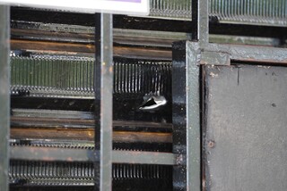 Horas após discussão em balada, conveniência é alvo de 12 tiros Horas após discussão em balada, conveniência é alvo de 12 tiros