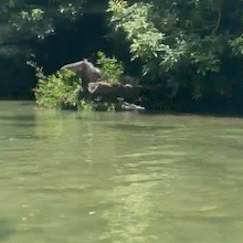 Atletas flagram sucuri gigante descansando &agrave;s margens do Rio Formoso
