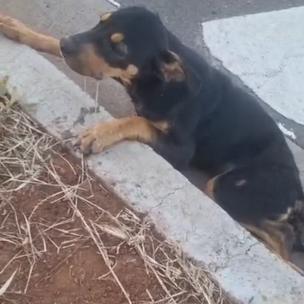 Filhote atropelado tem fratura na coluna, segue internado e protetora pede ajuda