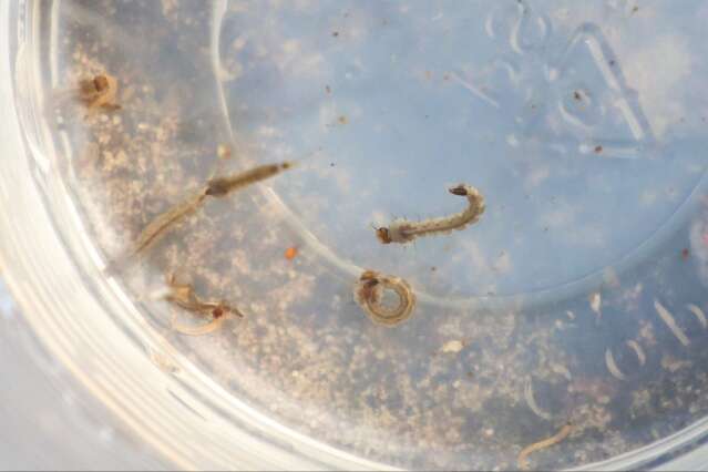 Chikungunya inicia ano com alta de 133% nos casos, ap&oacute;s recorde de mortes em MS