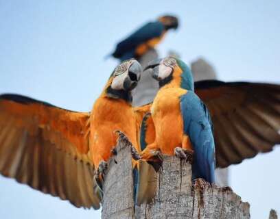 Latino-americana, arara-canind&eacute; voa al&eacute;m de Campo Grande
