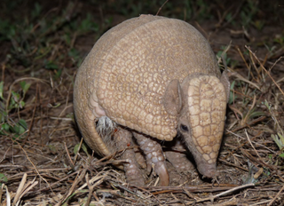 Na busca por tatu-bola, ONG j&aacute; recebeu 30 notifica&ccedil;&otilde;es 
