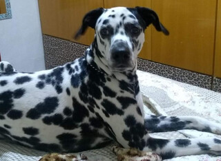 Fam&iacute;lia procura d&aacute;lmata que fugiu no Bairro Universit&aacute;rio e faz tratamento