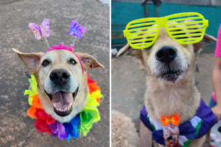 Cachorrada ''foge" de gritaria em bloco e pula Carnaval do jeito certo