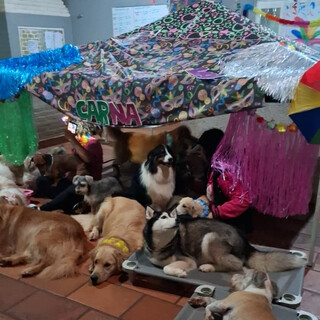 Cachorrada ''foge" de gritaria em bloco e pula Carnaval do jeito certo