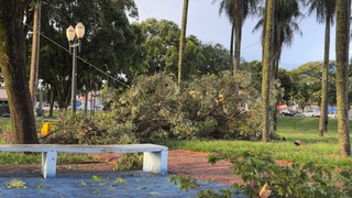 &Aacute;rvore cai sobre ve&iacute;culo durante temporal de 40 minutos no interior
