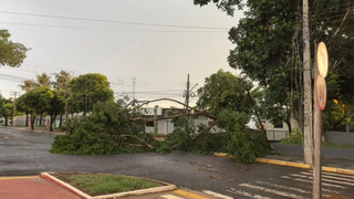&Aacute;rvore cai sobre ve&iacute;culo durante temporal de 40 minutos no interior