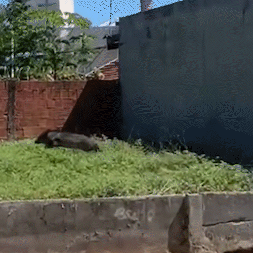 Na ter&ccedil;a de Carnaval, porco-do-mato d&aacute; baile antes de ser resgatado em Coxim