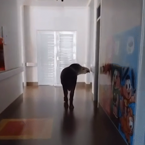 Anta Tico vira atra&ccedil;&atilde;o ao visitar hospital em Anauril&acirc;ndia