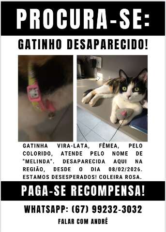 Fam&iacute;lia procura Melinda, gata que desapareceu h&aacute; 10 dias na Capital