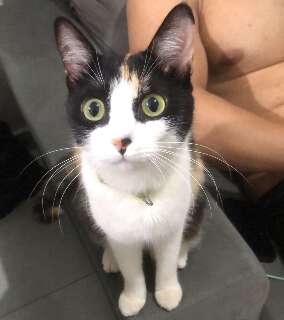 Fam&iacute;lia procura Melinda, gata que desapareceu h&aacute; 10 dias na Capital