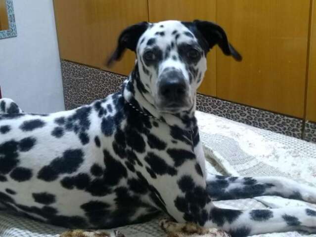 Fam&iacute;lia procura d&aacute;lmata que fugiu no Bairro Universit&aacute;rio e faz tratamento