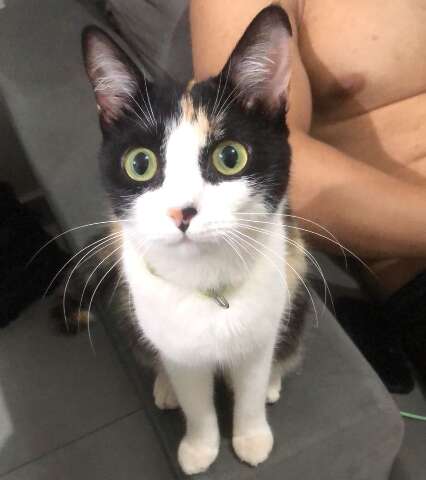 Fam&iacute;lia procura Melinda, gata que desapareceu h&aacute; 10 dias na Capital