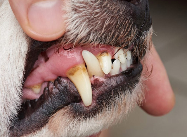 Mau h&aacute;lito n&atilde;o &eacute; normal e pode indicar doen&ccedil;a grave no seu pet