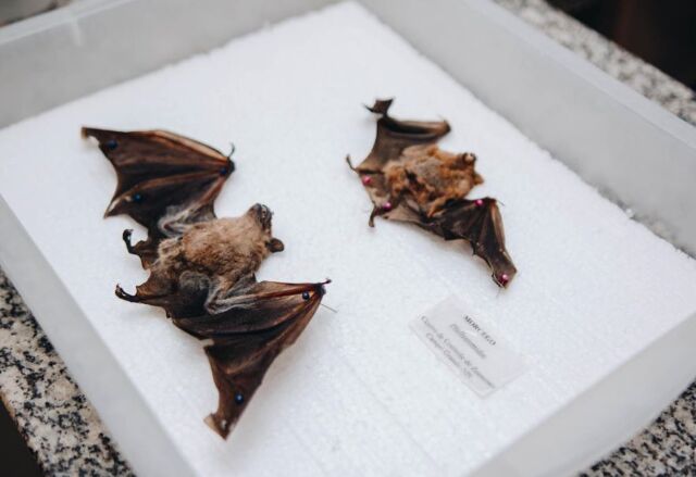 "Campo Grande confirma segundo caso de morcego com raiva em 2026"