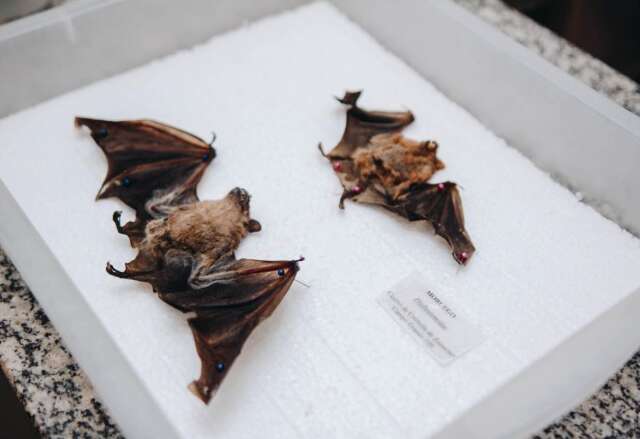 Campo Grande confirma segundo caso de morcego com raiva em 2026