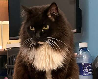 Companhia do tutor h&aacute; quase 14 anos, Mika desaparece e deixa fam&iacute;lia aflita