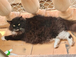 Companhia do tutor há quase 14 anos, Mika desaparece e deixa família aflita Companhia do tutor há quase 14 anos, Mika desaparece e deixa família aflita