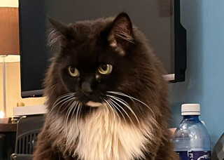 Companhia do tutor há quase 14 anos, Mika desaparece e deixa família aflita Companhia do tutor há quase 14 anos, Mika desaparece e deixa família aflita