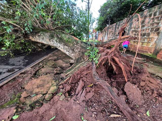 Ingazeiros tombam na ventania de 79km/h e bloqueiam rua na Vila Manoel Taveira 