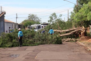 No Jardim Im&aacute;, preju&iacute;zo com &aacute;rvore ca&iacute;da vai de insulina a 1 tonelada de carne