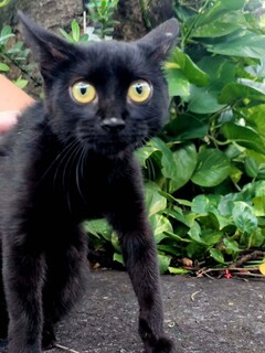 Gatinho resgatado ap&oacute;s atropelamento aguarda ado&ccedil;&atilde;o no CCZ