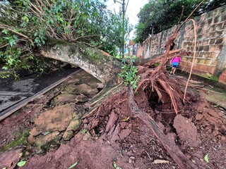 Ingazeiros tombam na ventania de 79km/h e bloqueiam rua na Vila Manoel Taveira 