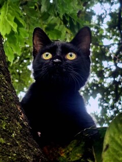 Gatinho resgatado ap&oacute;s atropelamento aguarda ado&ccedil;&atilde;o no CCZ