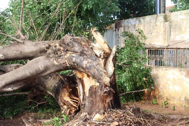No Jardim Im&aacute;, preju&iacute;zo com &aacute;rvore ca&iacute;da vai de insulina a 1 tonelada de carne
