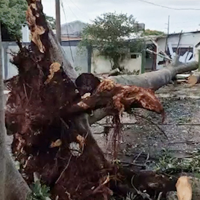 Morador tem noite mal dormida e preju&iacute;zo de R$ 100 mil com queda de &aacute;rvore