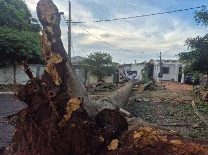 Morador tem noite mal dormida e preju&iacute;zo de R$ 100 mil com queda de &aacute;rvore