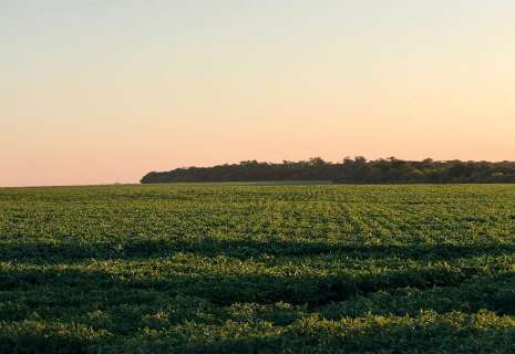 Agricultura regenerativa de MS &eacute; apresentada na Alemanha como modelo sustent&aacute;vel