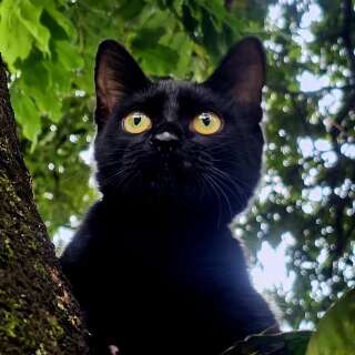 Gatinho resgatado ap&oacute;s atropelamento aguarda ado&ccedil;&atilde;o no CCZ