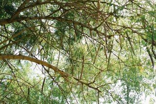 &Agrave;s margens do Anhandu&iacute;, aposentado cria bosque urbano com 700 plantas