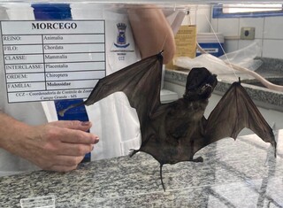 Terceiro morcego com raiva &eacute; confirmado em Campo Grande