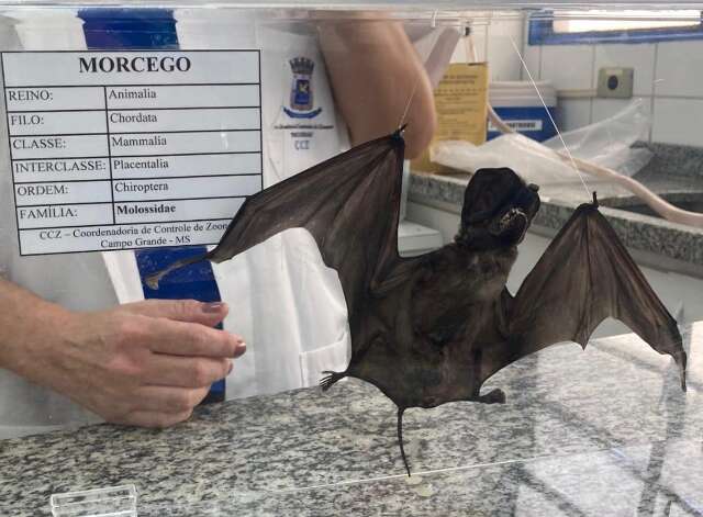Terceiro morcego com raiva &eacute; confirmado em Campo Grande
