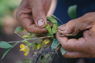 &Agrave;s margens do Anhandu&iacute;, aposentado cria bosque urbano com 700 plantas