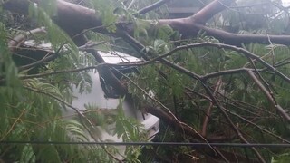 Morador fica com preju&iacute;zo ap&oacute;s &aacute;rvore atingir carro perto da UCDB