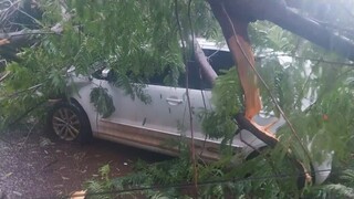 Morador fica com preju&iacute;zo ap&oacute;s &aacute;rvore atingir carro perto da UCDB