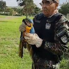 Com suspeita de fratura, arara-canind&eacute; &eacute; resgatada na Ch&aacute;cara das Mans&otilde;es