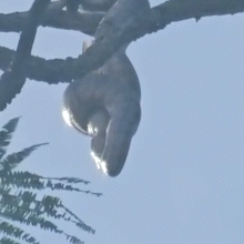 Jiboia &eacute; flagrada capturando papagaio no alto de &aacute;rvore no Parque dos Poderes