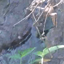 Sucuri-verde surge em c&oacute;rrego e impressiona moradores em Campo Grande 