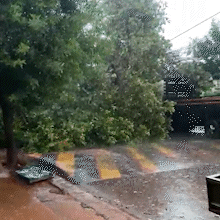 Chuva na Capital derruba &aacute;rvores em ve&iacute;culos e deixa ruas sem energia