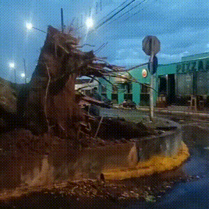 &Aacute;rvore cai em pra&ccedil;a e destr&oacute;i Gol estacionado no Coophasul