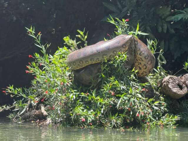 Flagrante de sucuri gigante &eacute; sinal de boa alimenta&ccedil;&atilde;o: "comeu bem"